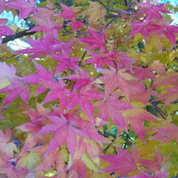 Acer palmatum